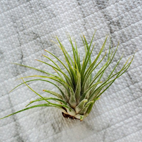 Hand Crafted Other - Live Air Plant, Tillandsia Ionantha, medium airplant for Terrarium, Fairy Garden